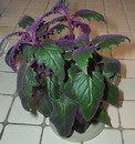 Purple Passion